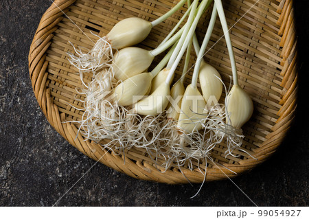 新鮮な発芽ニンニク 新鮮な発芽ニンニク 99054927