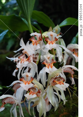 セロジネ・アッサミカ　Coelogyne assamica　洋ランの原種 99055344