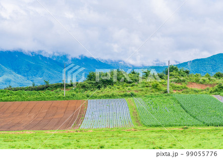 (長野県)八ヶ岳高原 野菜畑 (長野県)八ヶ岳高原 野菜畑 99055776