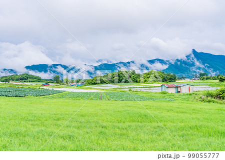 （長野県）八ヶ岳高原　野菜畑 99055777