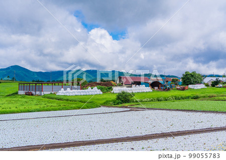 （長野県）八ヶ岳高原　野菜畑 99055783