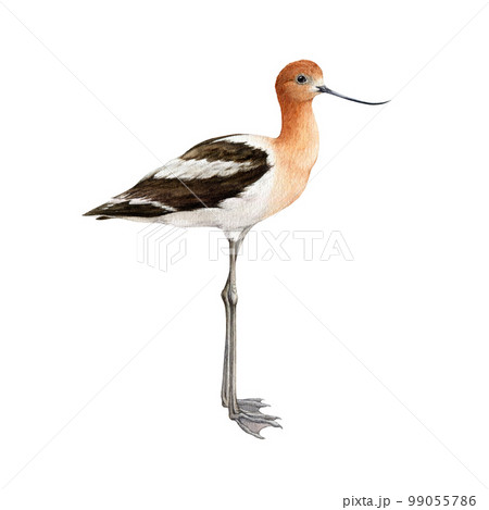 American avocet bird watercolor illustration. Hand drawn realistic detailed Recurvirostra americana avian. Shore wildlife bird image. Beautiful avocet coastal avian on white background American avocet bird watercolor illustration. Hand drawn realistic detailed Recurvirostra americana avian. Shore wildlife bird image. Beautiful avocet coastal avian on white background 99055786