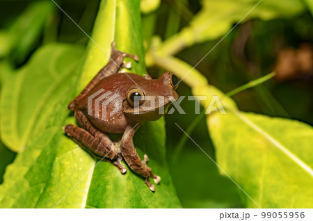 Madagascan Treefrog, Boophis madagascariensis, frog in Ranomafana national park, Madagascar wildlife 99055956