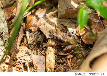 Mantidactylus aerumnalis, Andasibe-Mantadia National Park, Madagascar wildlife Mantidactylus aerumnalis, Andasibe-Mantadia National Park, Madagascar wildlife 99055971