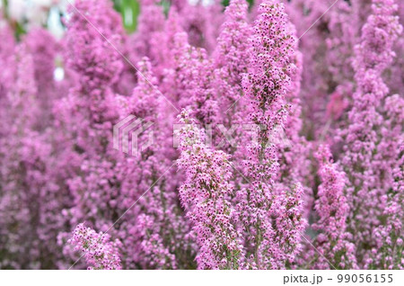 アワユキエリカ（淡雪エリカ） 99056155