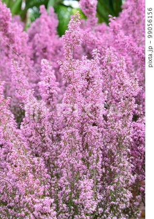 アワユキエリカ(淡雪エリカ) アワユキエリカ(淡雪エリカ) 99056156