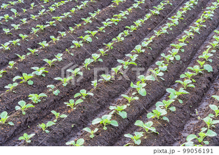 （群馬県）嬬恋村のキャベツ畑 99056191