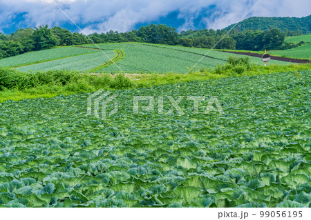 (群馬県)嬬恋村のキャベツ畑 (群馬県)嬬恋村のキャベツ畑 99056195