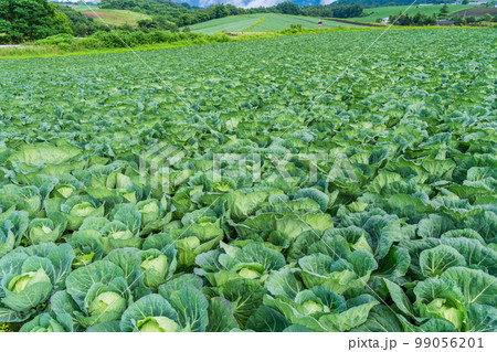 （群馬県）嬬恋村のキャベツ畑 99056201