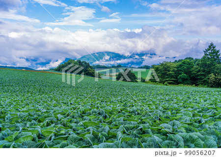 （群馬県）嬬恋村のキャベツ畑 99056207