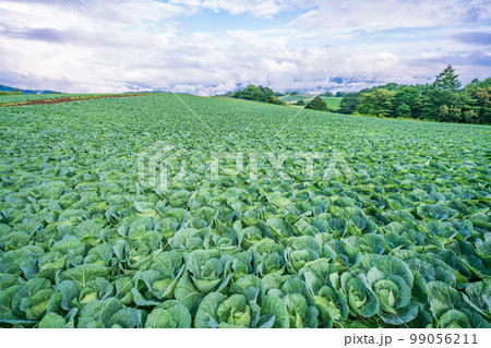 （群馬県）嬬恋村のキャベツ畑 99056211