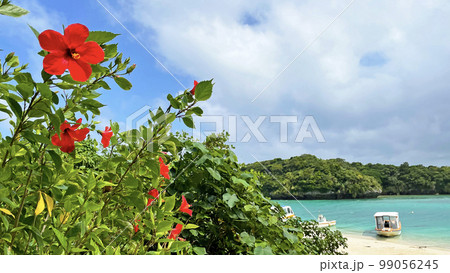 沖縄の風景 沖縄県石垣島 川平湾 ハイビスカス 沖縄の風景 沖縄県石垣島 川平湾 ハイビスカス 99056245