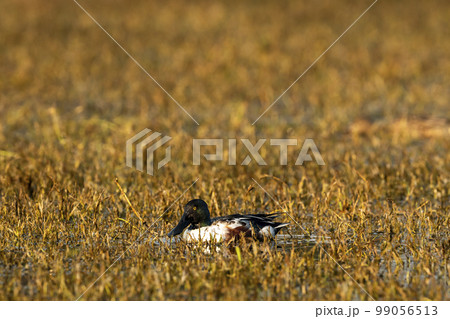 Northern shoveler or shoveller or Anas clypeata or Spatula clypeata closeup floating in wetland of keoladeo national park or bharatpur bird sanctuary rajasthan india asia Northern shoveler or shoveller or Anas clypeata or Spatula clypeata closeup floating in wetland of keoladeo national park or bharatpur bird sanctuary rajasthan india asia 99056513