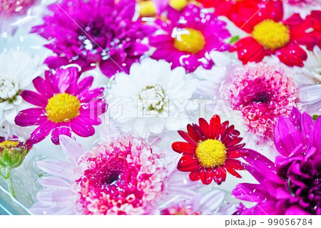 赤白ピンクの色々な種類の小菊の花が水に浮かべられたフローティングフラワー 99056784