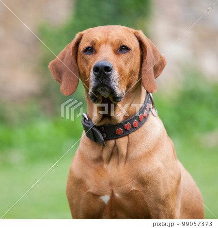 Rhodesian Ridgeback 99057373