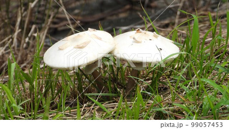 オオシロカラカサタケ オオシロカラカサタケ 99057453