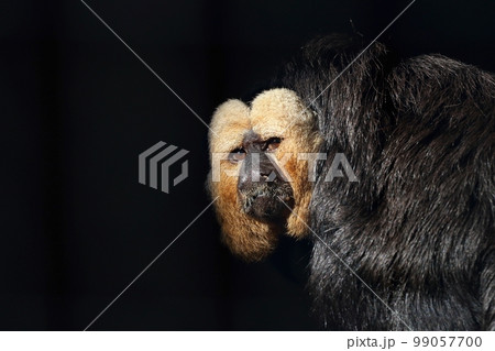 シロガオサキのポートレート 99057700