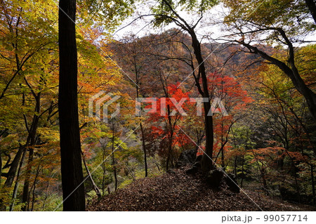 群馬県　秋の吾妻峡　八ッ場ダム下流　吾妻川左岸の道陸神峠越え古道を歩く　2022年11月4日 99057714