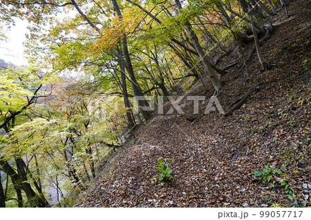 群馬県　秋の吾妻峡　八ッ場ダム下流　吾妻川左岸の道陸神峠越え古道を歩く　2022年11月4日 99057717