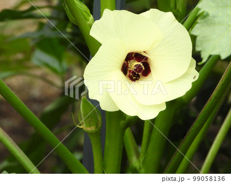 オクラの花 オクラの花 99058136
