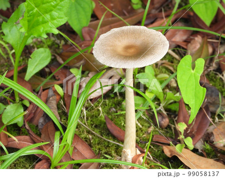 ツルタケ（キノコ） 99058137