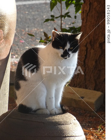 陶器上の猫【晩秋の夕暮れ】3 陶器上の猫【晩秋の夕暮れ】3 99058143