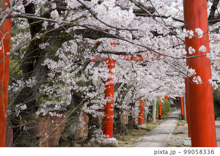 桜咲く竹中稲荷 桜咲く竹中稲荷 99058336