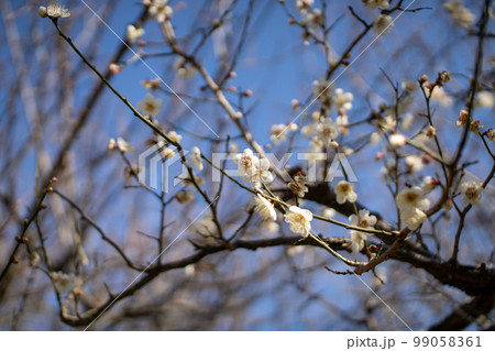 数少ない梅の花 数少ない梅の花 99058361