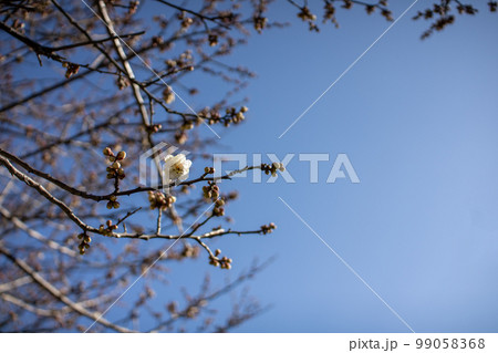 一輪の梅の花と青空 99058368