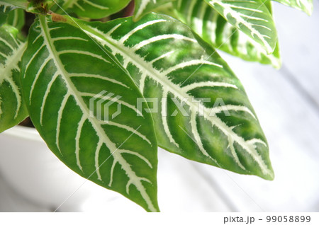 観葉植物 アフェランドラ ダニア 観葉植物 アフェランドラ ダニア 99058899