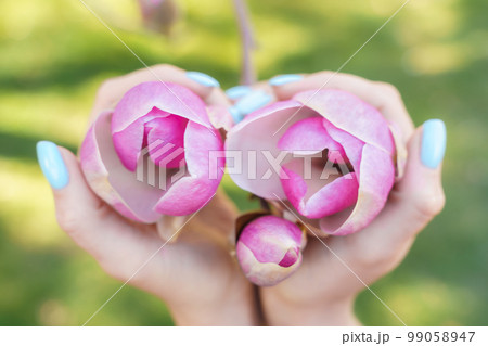Magnolia woman hands. Girl holding blooming magnolia flowers in the park in spring 99058947