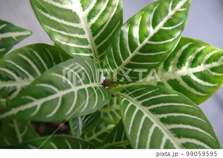 観葉植物 アフェランドラ・ダニア 観葉植物 アフェランドラ・ダニア 99059595