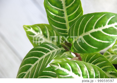観葉植物　アフェランドラ・ダニア 99059597