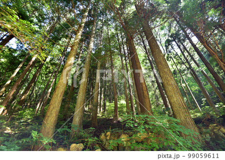 初夏の新緑・森林イメージ 三段峡 大自然の絶景・秘境スポット 広島県 初夏の新緑・森林イメージ 三段峡 大自然の絶景・秘境スポット 広島県 99059611