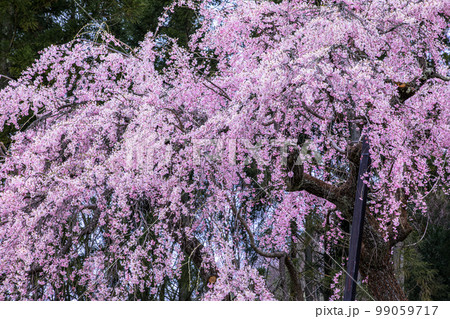 【長野県・高山村】 坪井のしだれ桜・高山五大桜 4月 【長野県・高山村】 坪井のしだれ桜・高山五大桜 4月 99059717