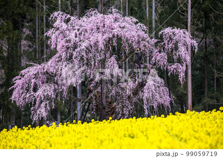 【長野県・高山村】 坪井のしだれ桜・高山五大桜 4月 【長野県・高山村】 坪井のしだれ桜・高山五大桜 4月 99059719