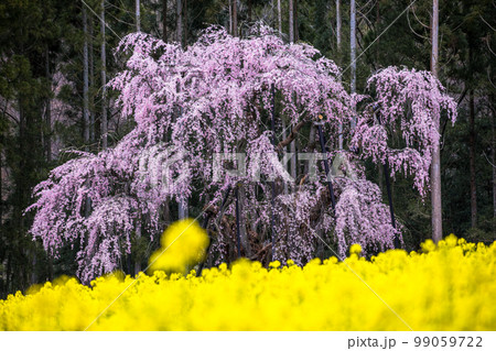 【長野県･高山村】 坪井のしだれ桜・高山五大桜 4月 99059722