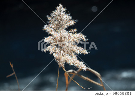 凍った池の畔に わたげの様に光り輝くオギ がただ一本 凍った池の畔に わたげの様に光り輝くオギ がただ一本 99059801