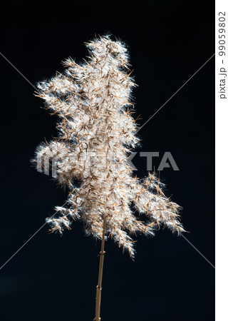 凍った池の畔に わたげの様に光り輝くオギ がただ一本 凍った池の畔に わたげの様に光り輝くオギ がただ一本 99059802