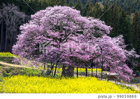【長野県･高山村】 黒部のエドヒガン桜・高山村五大桜 4月 99059869
