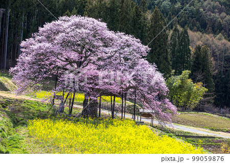 【長野県･高山村】 黒部のエドヒガン桜・高山村五大桜 4月 99059876