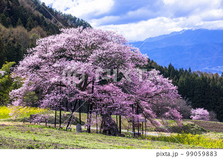 【長野県･高山村】 黒部のエドヒガン桜・高山村五大桜 4月 99059883
