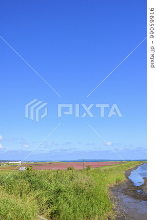 鮮やかな、北海道 能取湖のサンゴ草 鮮やかな、北海道 能取湖のサンゴ草 99059916