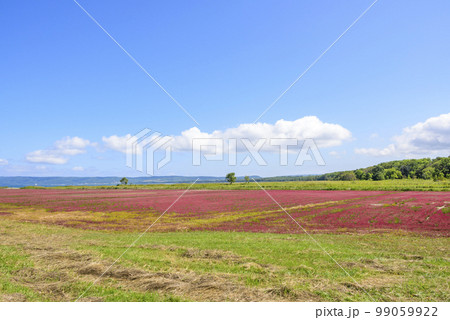 鮮やかな、北海道 能取湖のサンゴ草 鮮やかな、北海道 能取湖のサンゴ草 99059922