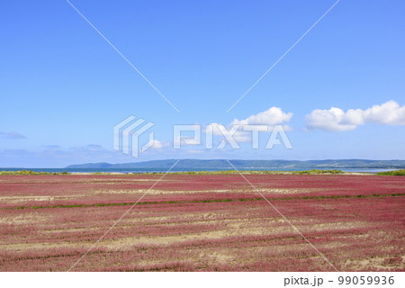鮮やかな、北海道　能取湖のサンゴ草 99059936