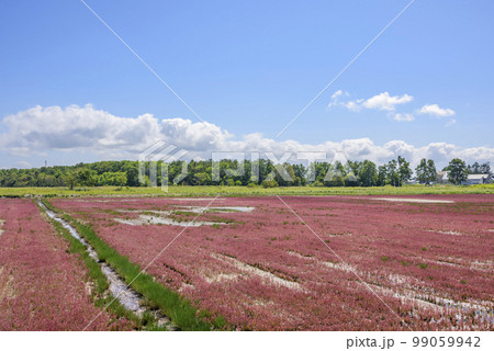 鮮やかな、北海道　能取湖のサンゴ草 99059942