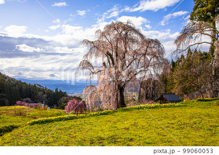 【長野県・高山村】水中のしだれ桜・高山五大桜 4月 【長野県・高山村】水中のしだれ桜・高山五大桜 4月 99060053