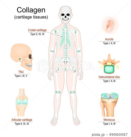 Collagen in cartilage tissues. Human skeleton 99060087