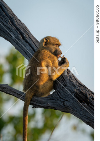Chacma baboon sits in tree eating insect Chacma baboon sits in tree eating insect 99060105