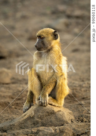 Chacma baboon sits on rock in shade Chacma baboon sits on rock in shade 99060118
